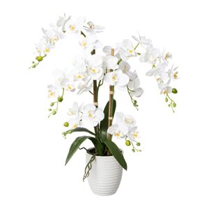 Gasper Orchidej, 67cm