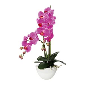 Gasper Orchidej x12, 50 cm fialová, v keramické misce 14