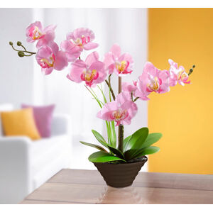Die moderne Hausfrau Dekorační orchidej